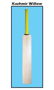 kashmir willow bat